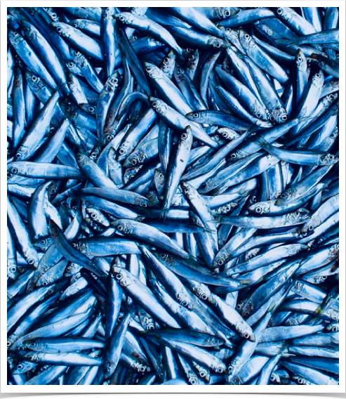 "Catch of the Day" - juvenile sprat.